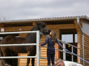 Die Pferdepension für alle Pferderassen auf dem Islandpferdehof Domäne in Fröttstädt